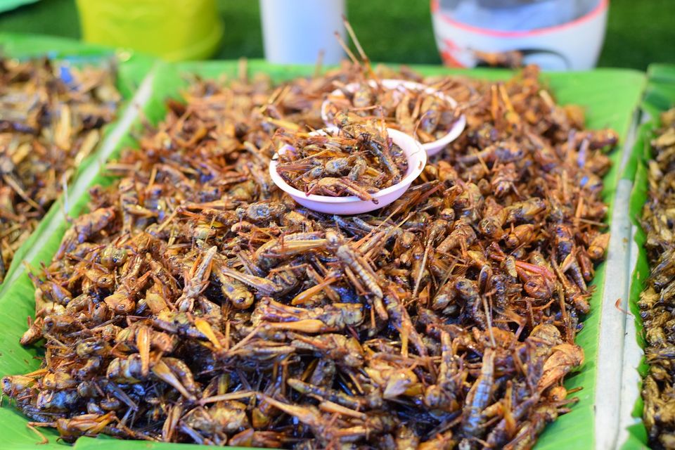 Malang Tod insectos fritos